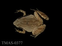 藏品(黑蒙西氏小雨蛙)的圖片